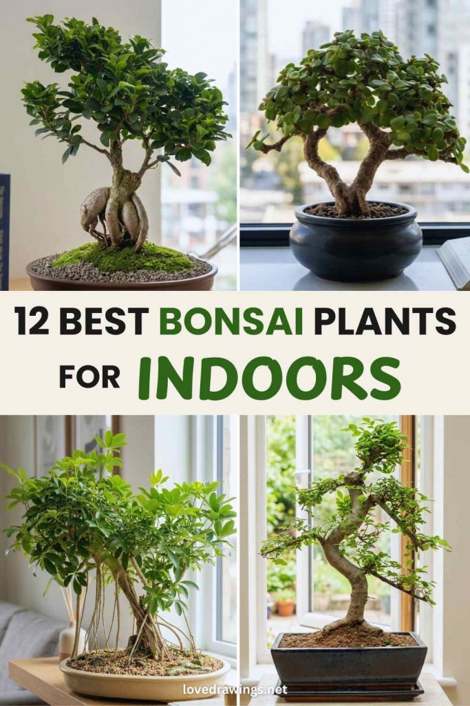 pin_cover_12 Best Bonsai Trees for Indoors