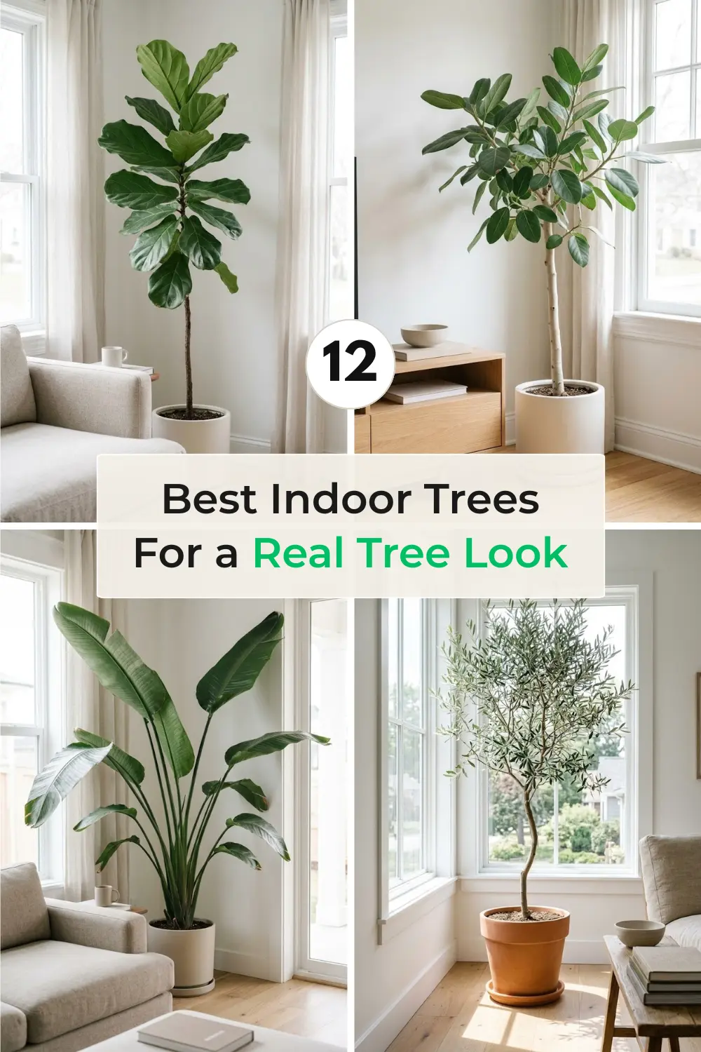 12 Best Indoor Trees for a Real “Tree Look”