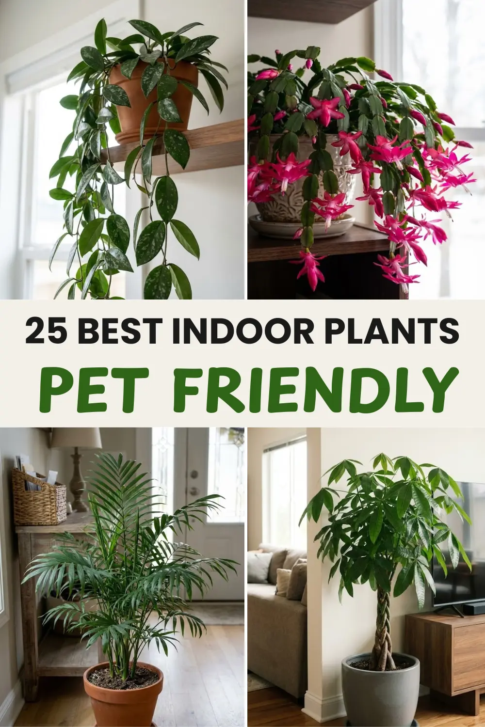25 Pet Friendly House Plants for Homes With Pets
