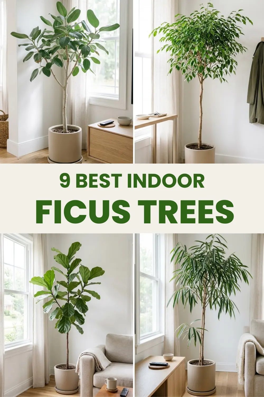 9 Indoor Ficus Trees That Stay Full