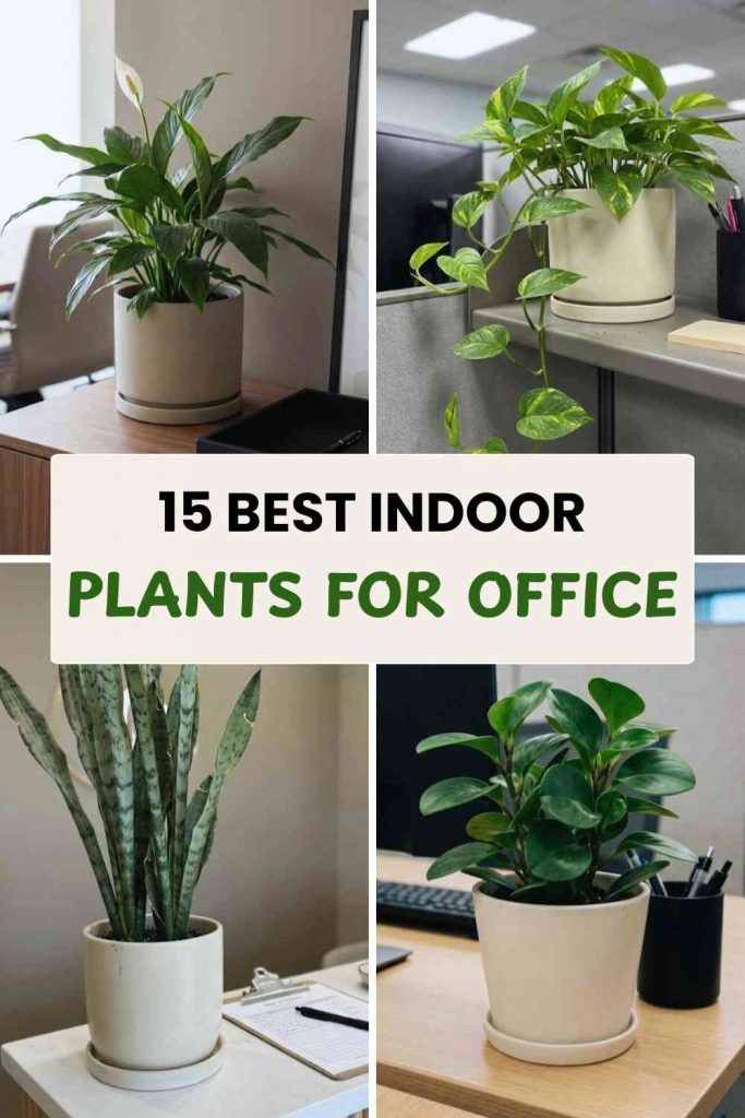 15 Best Office Plants