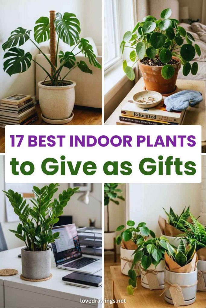 17 Best Indoor Plants to Give as Gifts