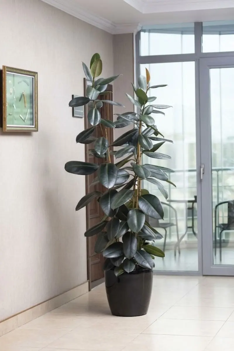 rubber plant care
